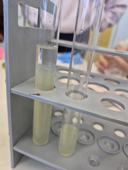 Izolacja DNA w klasie VIII